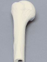 Shoulder Sawbone