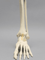 Full Foot Sawbone