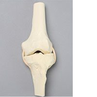 Knee ACL Model