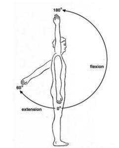 Flexion/ Extension Flexion/ Extension